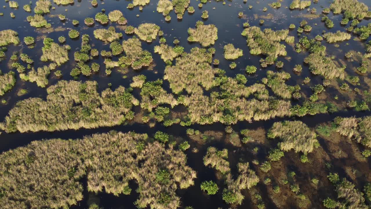 无人机观看湿地的绿色草地视频素材