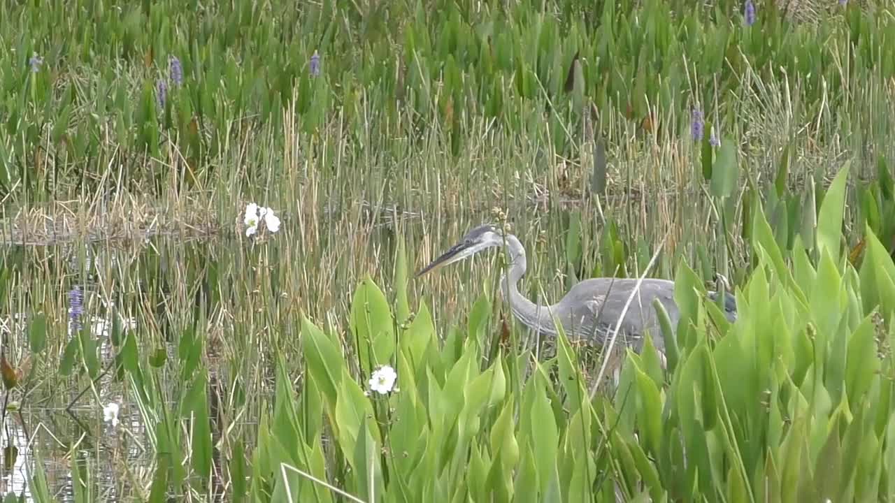 大蓝鹭在大沼泽地视频素材