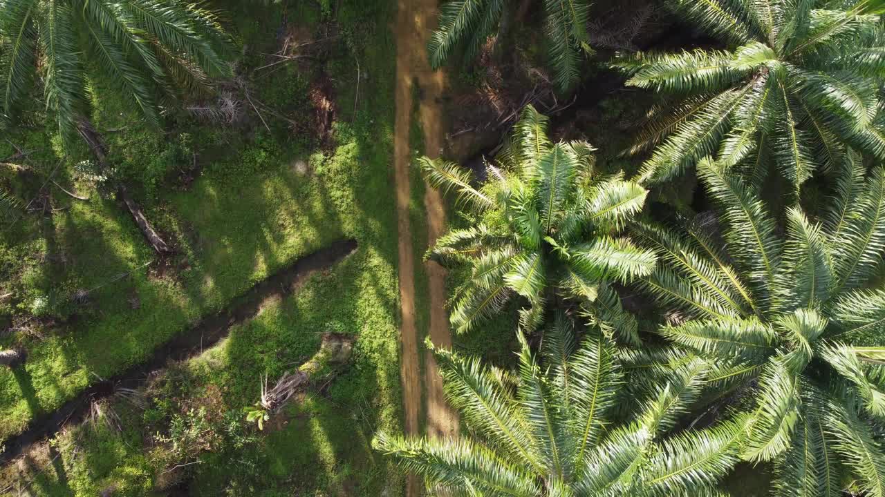 空中飞过油棕榈树视频素材