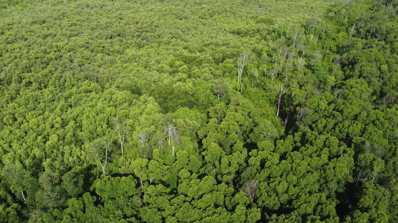 绿树在森林景观视频素材