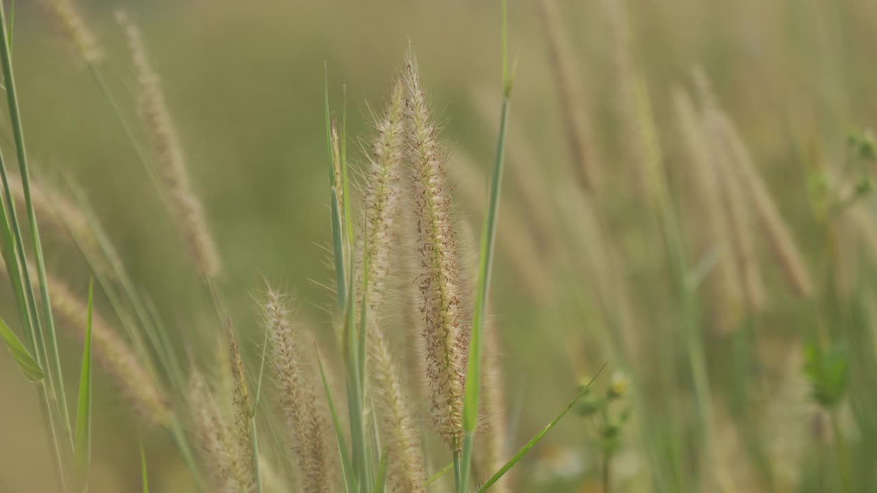 美丽的草花在风中视频素材