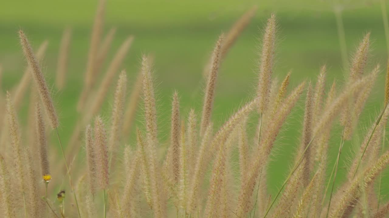 美丽的草花在风中视频素材