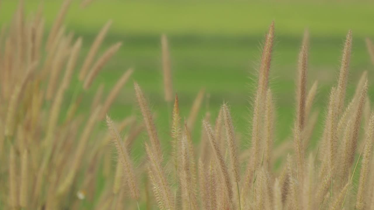 美丽的草花在风中视频素材