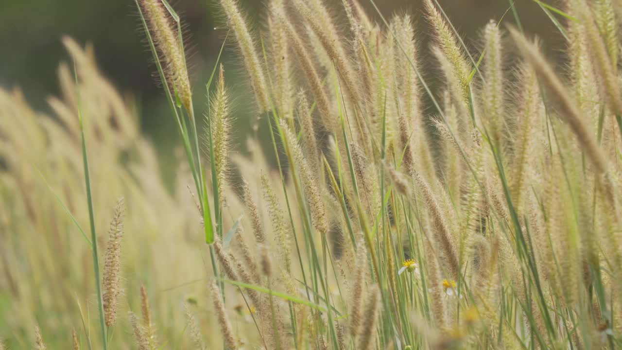 美丽的草花在风中视频素材