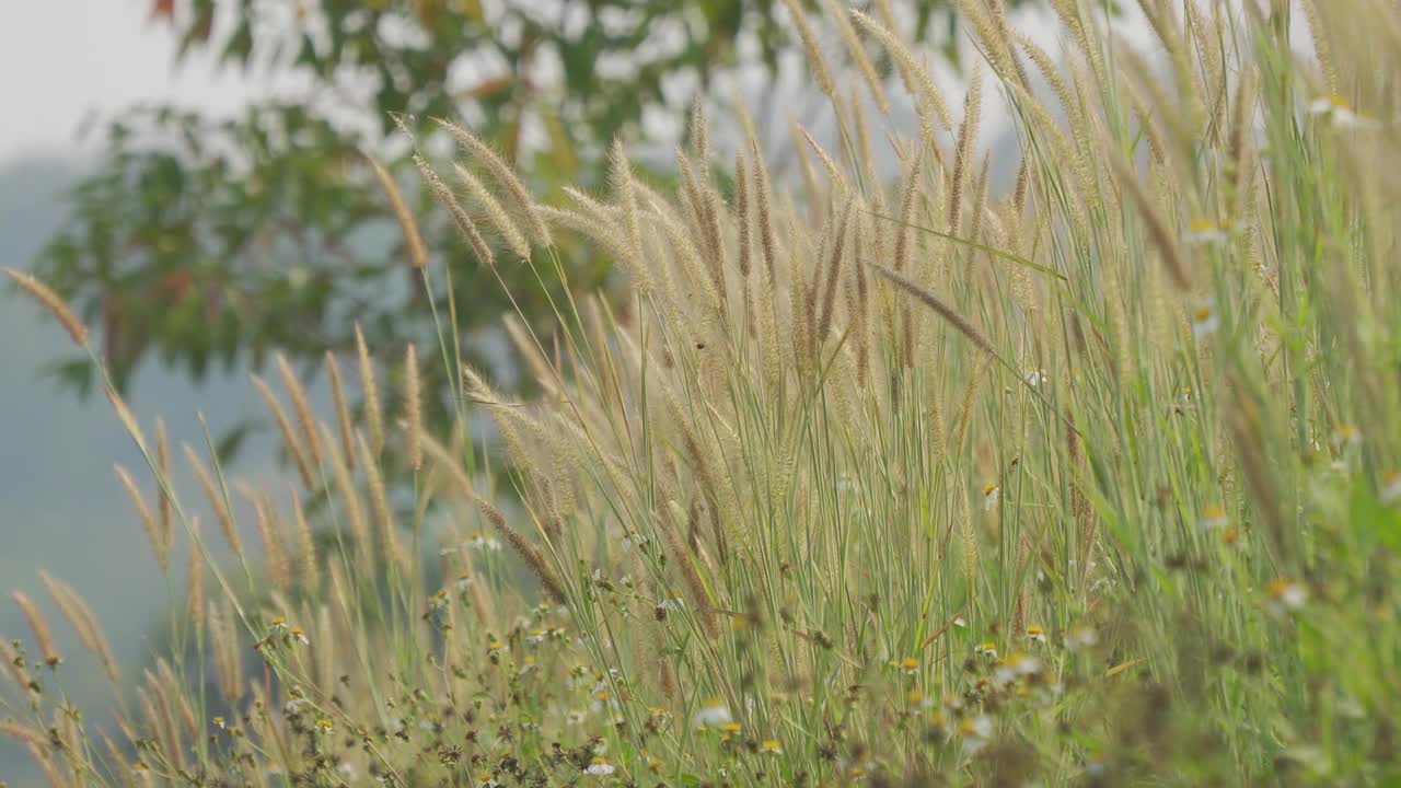 美丽的草花在风中视频素材