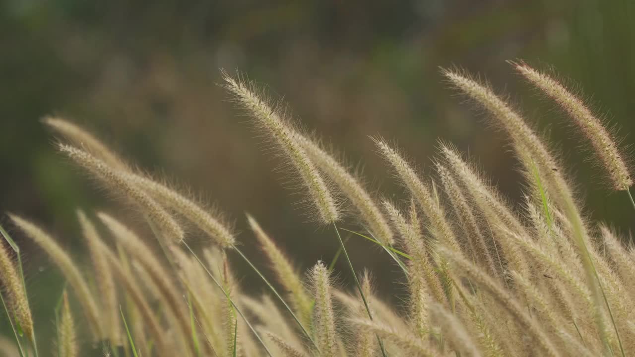 美丽的草花在风中视频素材