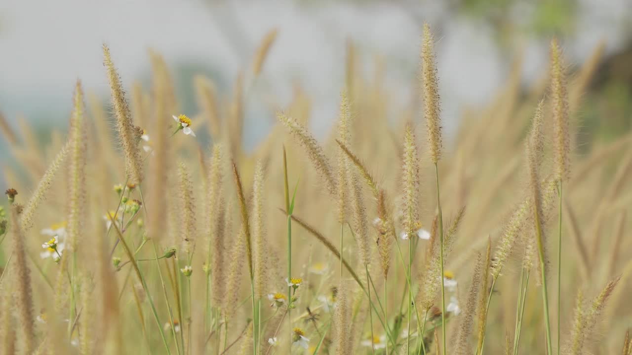 美丽的草花在风中视频素材