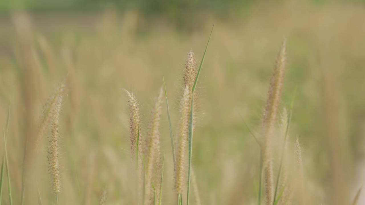 美丽的草花在风中视频素材