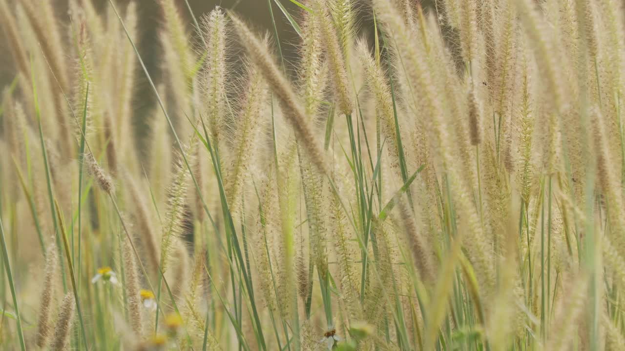 美丽的草花在风中视频素材