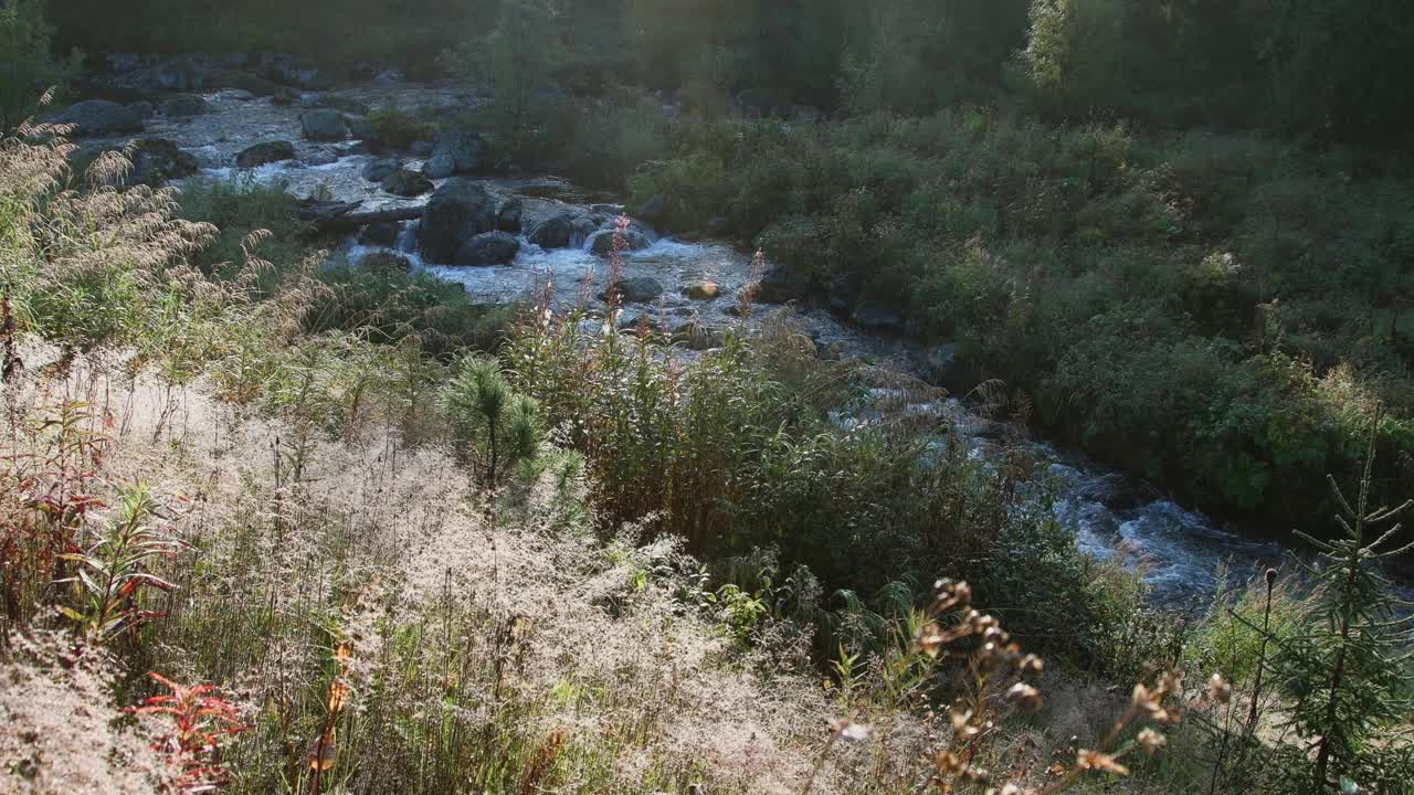 狂暴的河水沿着绿色草地中间的岩石河床流淌。在山坡上，干草的茎和露珠。山涧从针叶林中奔流而下。视频素材