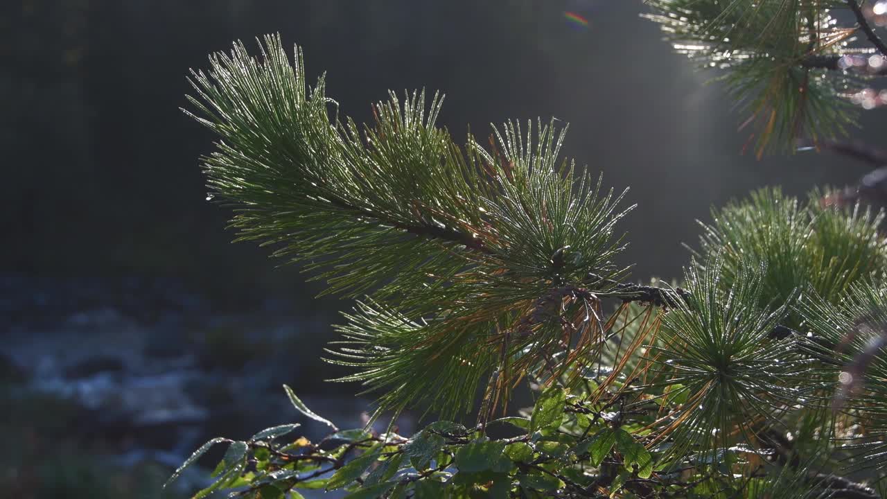 山河背景上的松树枝。针叶上的露珠在朝阳下闪闪发光。夏天，树在微风中摇摆。暴风雨的溪流模糊地流过岩石。视频素材