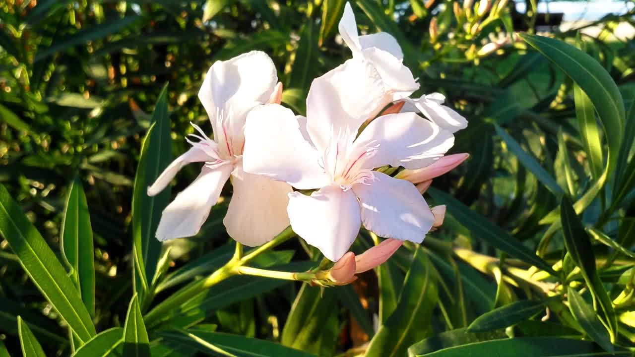 夏天开粉红色花的夹竹桃植物视频素材