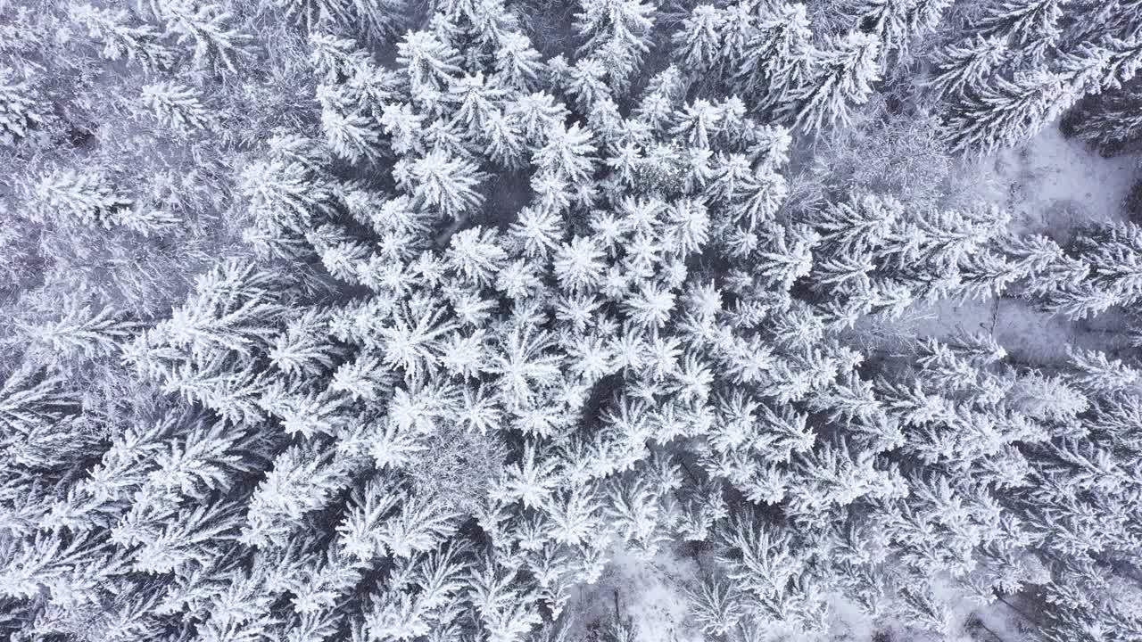 冰冻的冬天森林视频素材