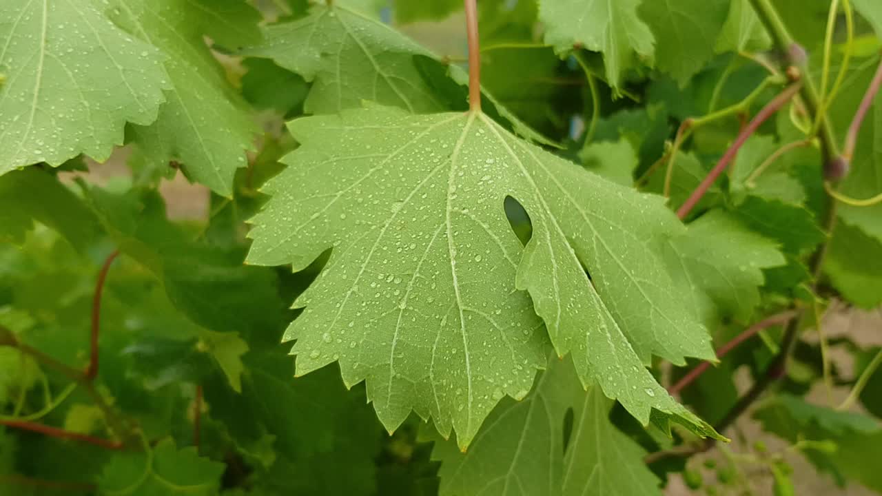 潮湿的绿色葡萄叶子在风中摇摆。葡萄园的雨天视频素材