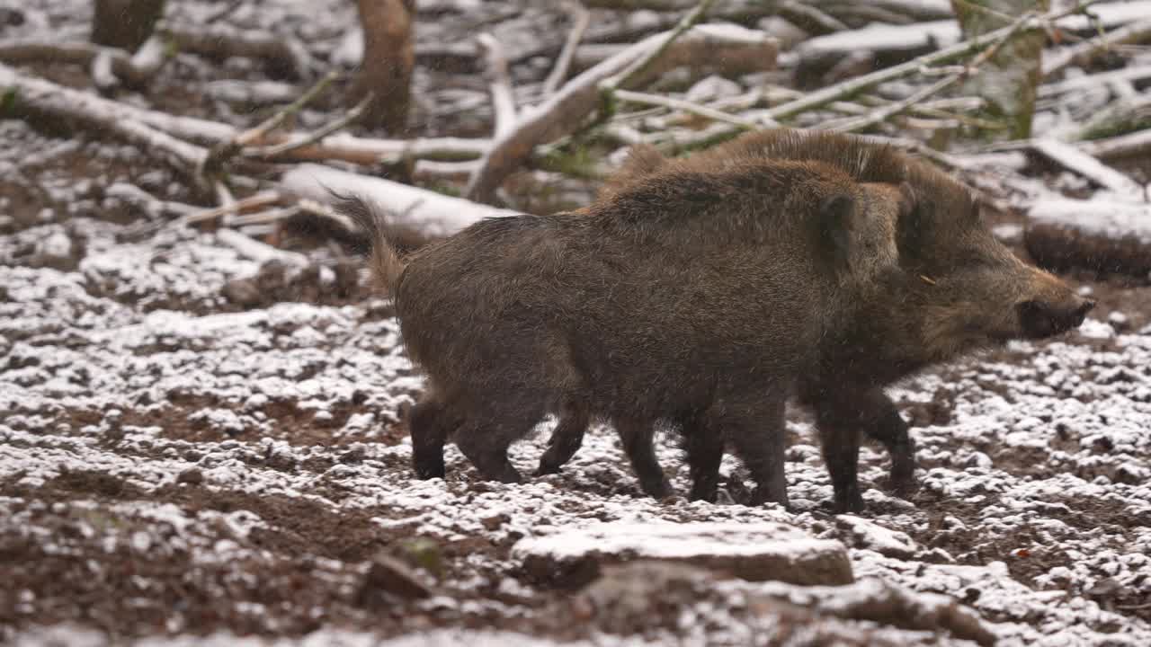 野猪，野猪，两只在冬天打架视频素材