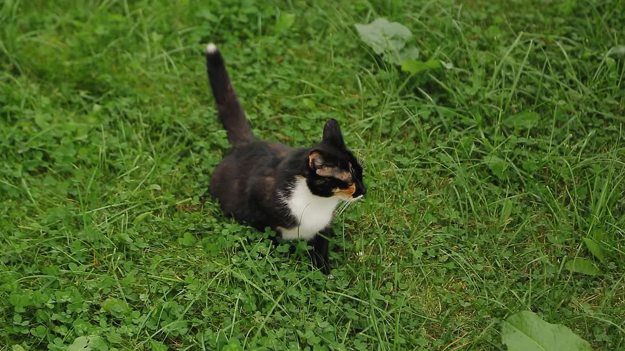 一只有斑点的猫坐在公园的草地上。凉爽的动物美丽的自然周围视频素材