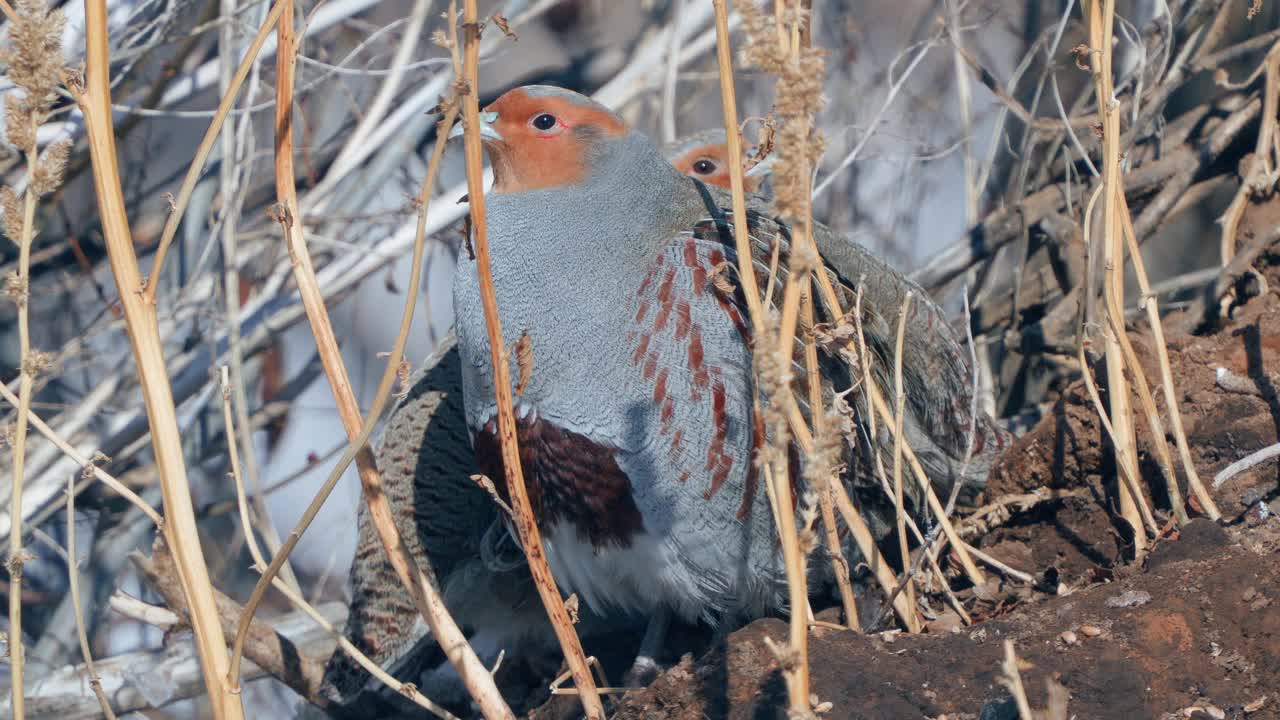 一群鸟-灰鹧鸪(Perdix Perdix)休息在一块解冻的干草地上。视频素材