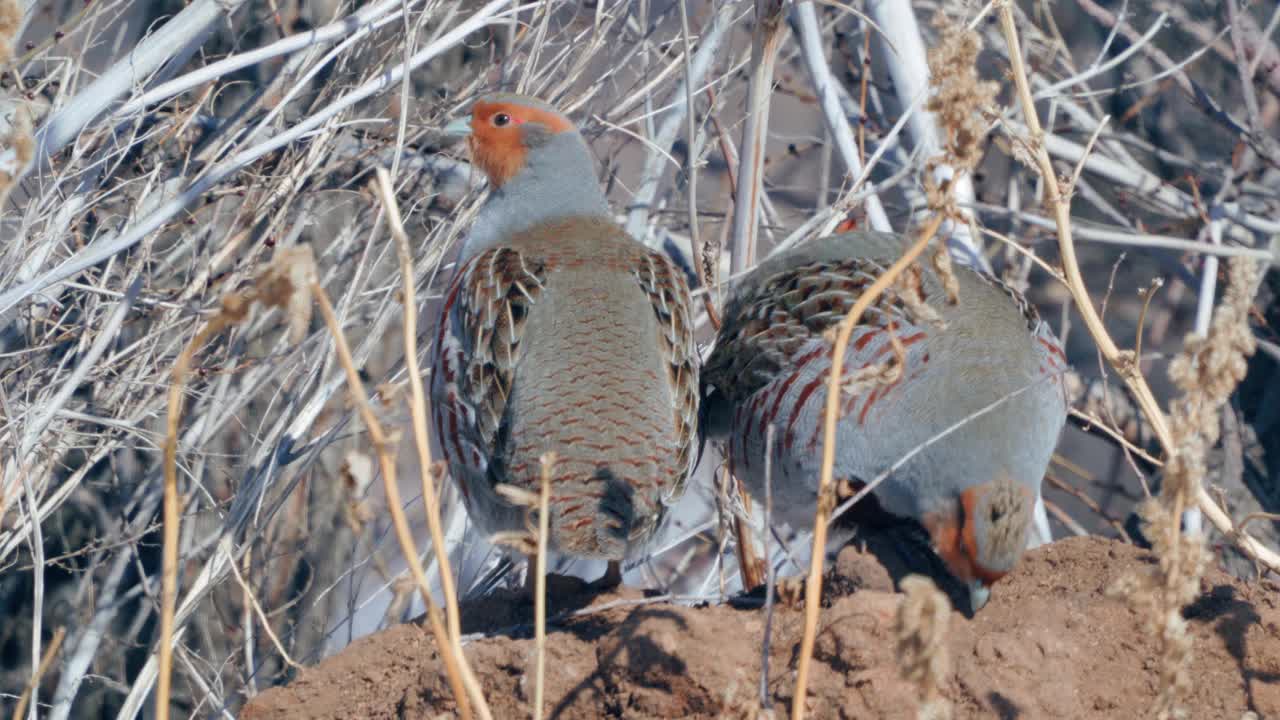 一群鸟-灰鹧鸪(Perdix Perdix)休息在一块解冻的干草地上。视频素材