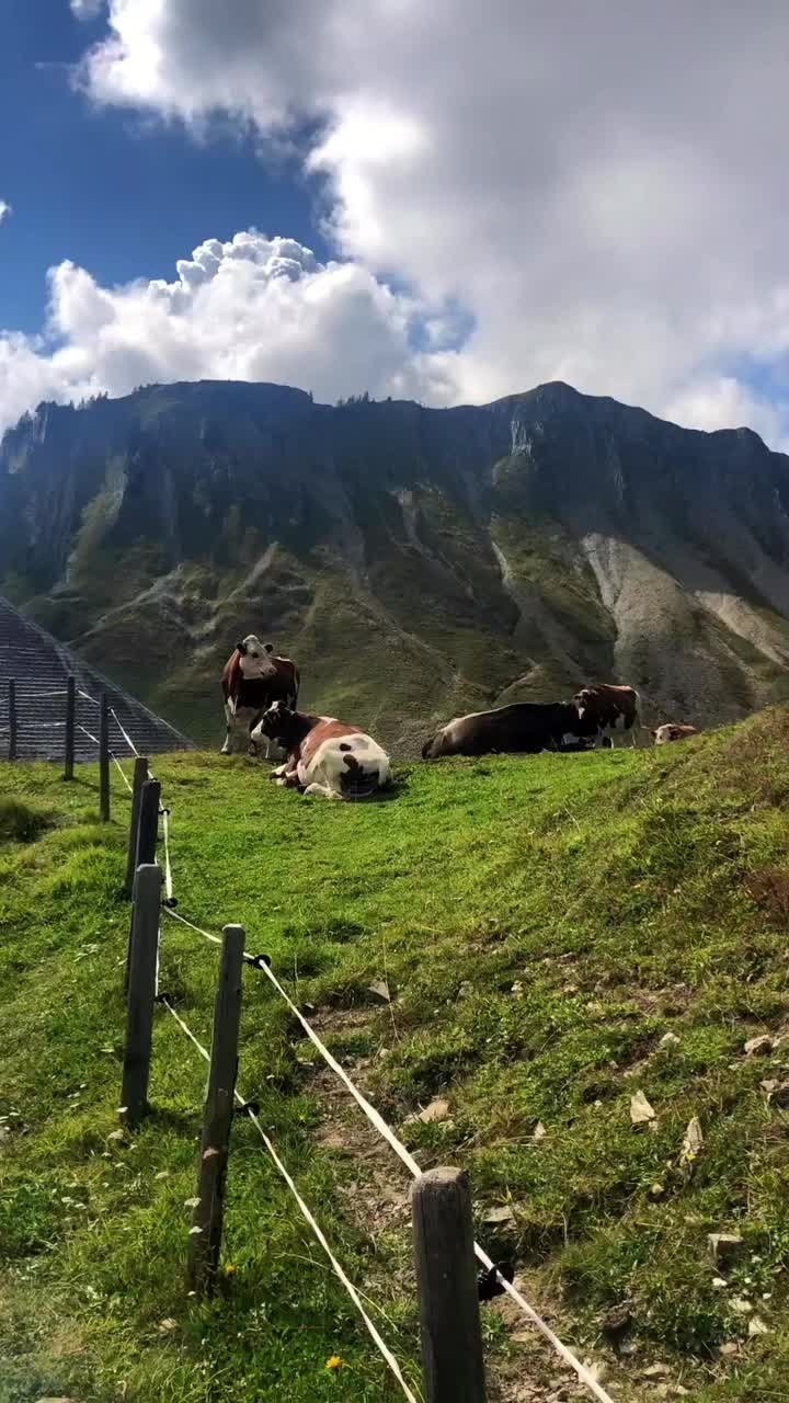 奶牛在瑞士阿尔卑斯山加斯特洛森山脉附近的高海拔草地上度过夏天视频素材