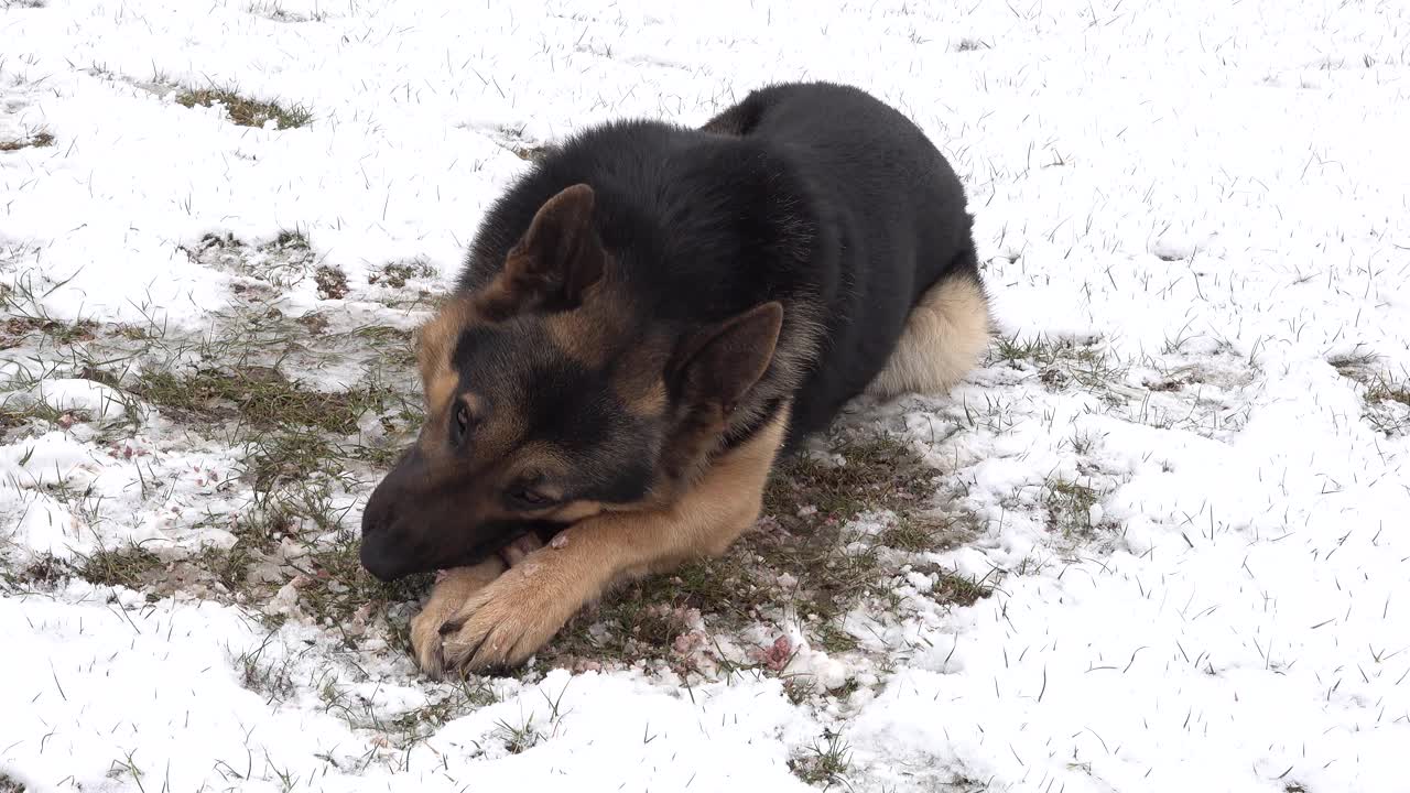 一只德国牧羊犬躺在雪地里，狗在吃骨头。饥饿的狗视频素材