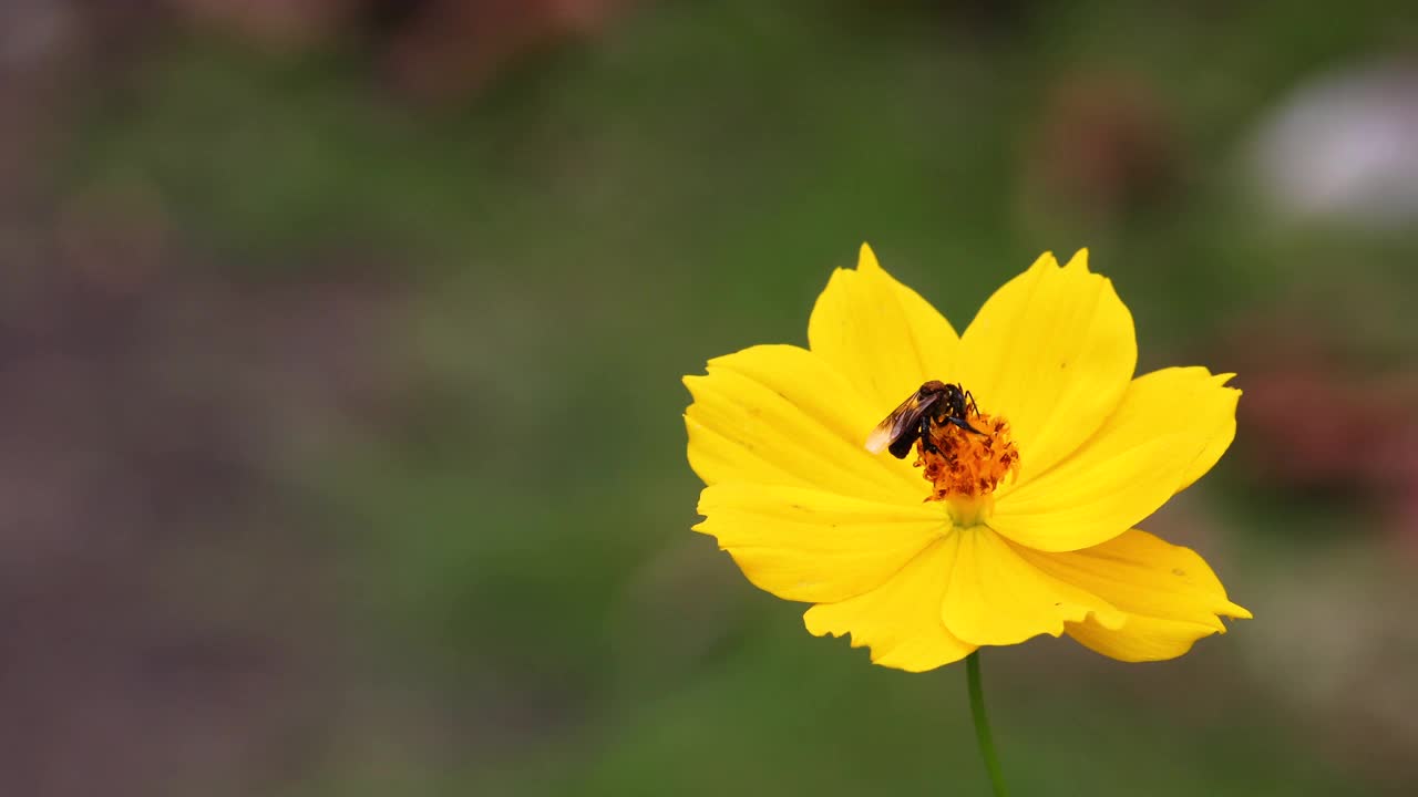 春天单雏菊花和蜜蜂。视频素材