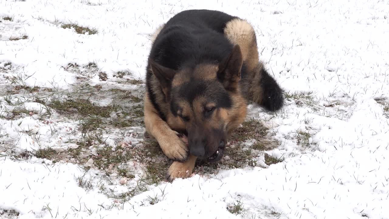 一只德国牧羊犬躺在雪地里，狗在吃骨头。饥饿的狗视频素材