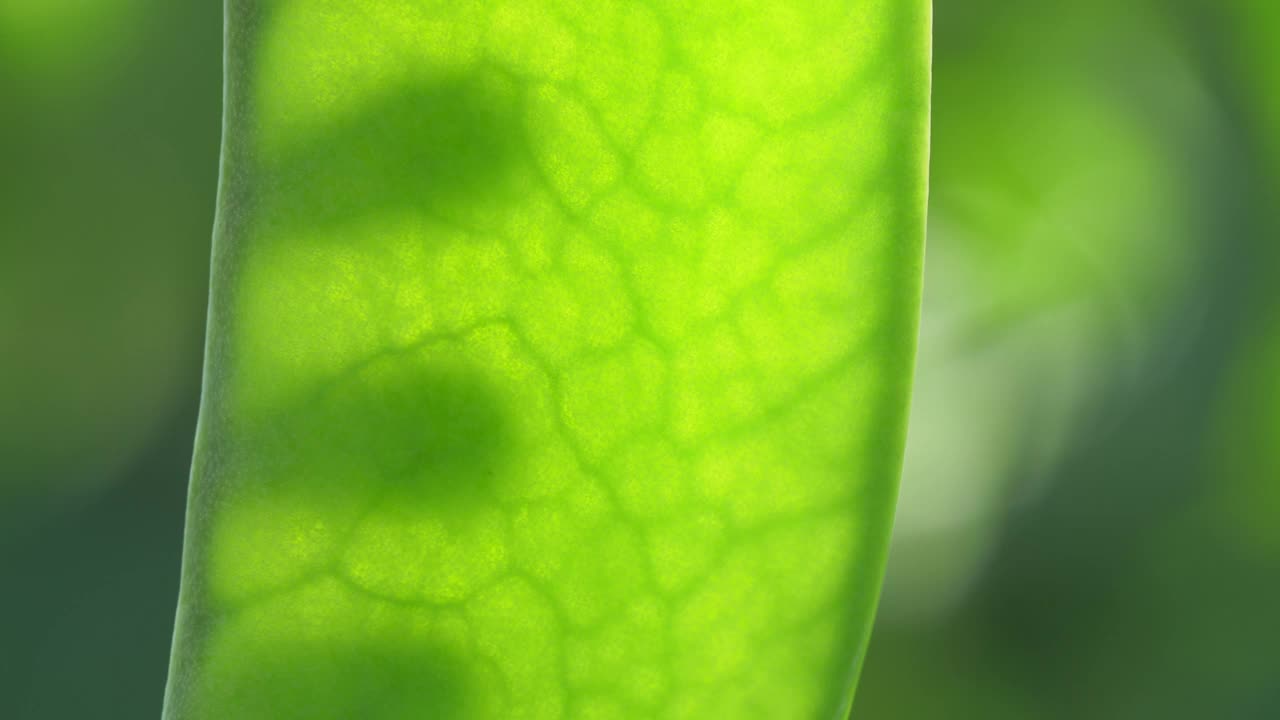 年轻的有机绿色豌豆荚，种子在阳光下发光。视频素材