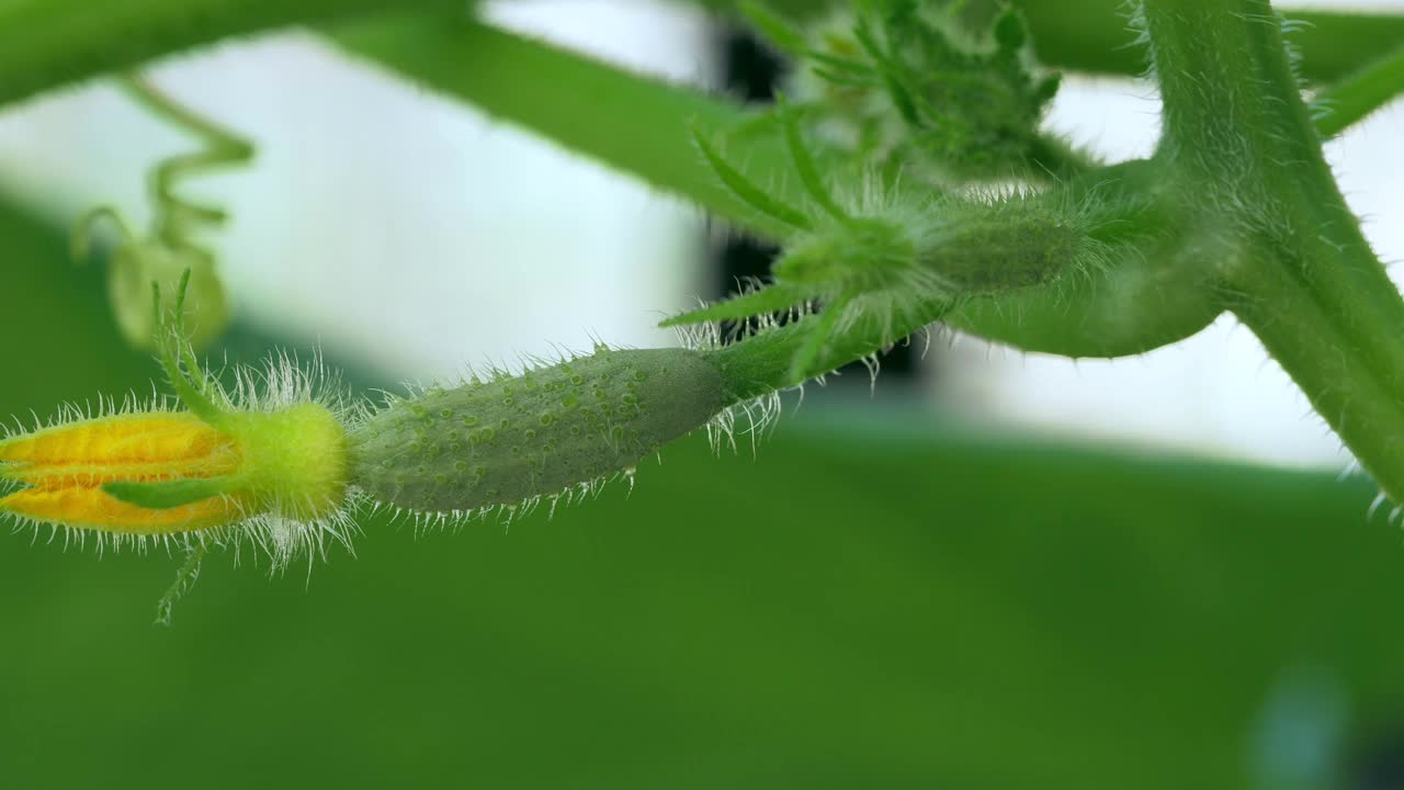 黄瓜的黄色雌花。视频素材