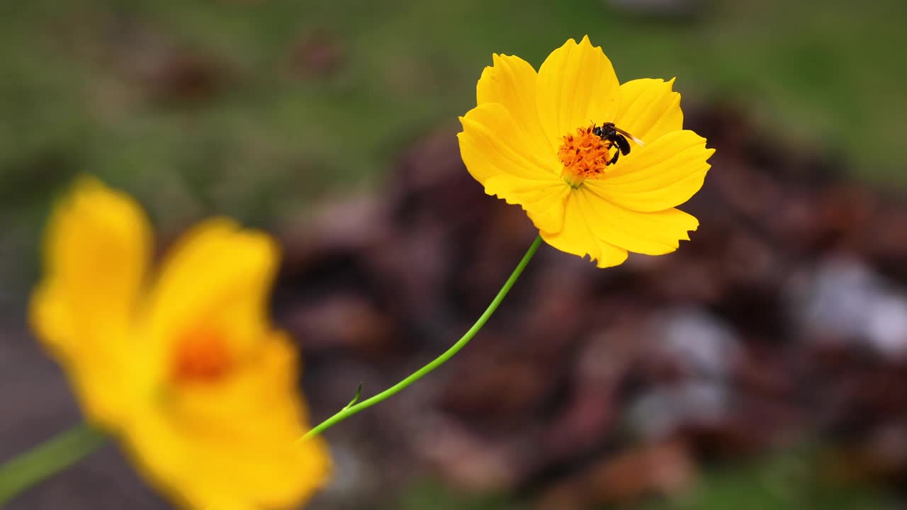 春天单雏菊花和蜜蜂。视频素材