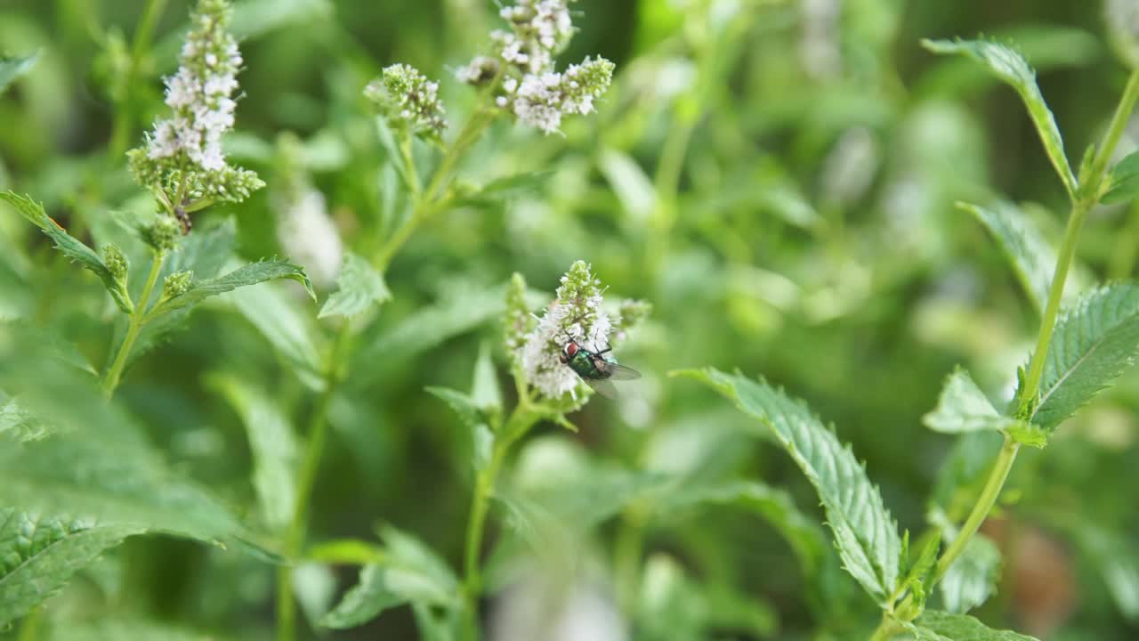 昆虫给花授粉的过程。视频素材