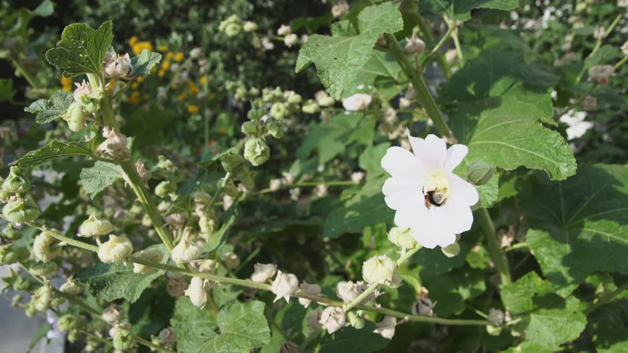 大黄蜂在花园里为花朵授粉。视频素材