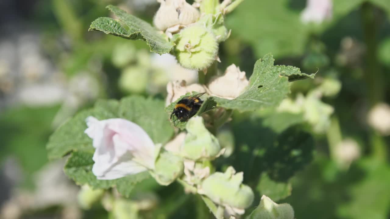 花园里由大黄蜂授粉的花。视频素材