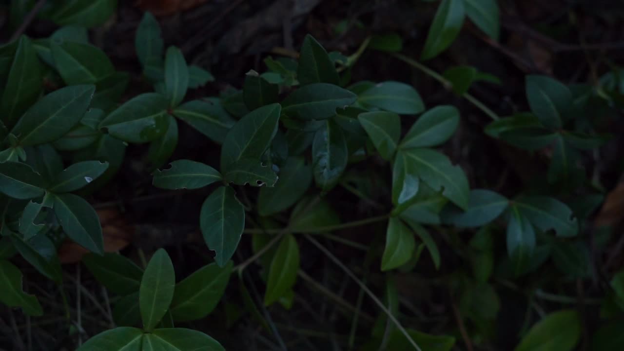 桃金娘-长春花(小长春花)视频下载