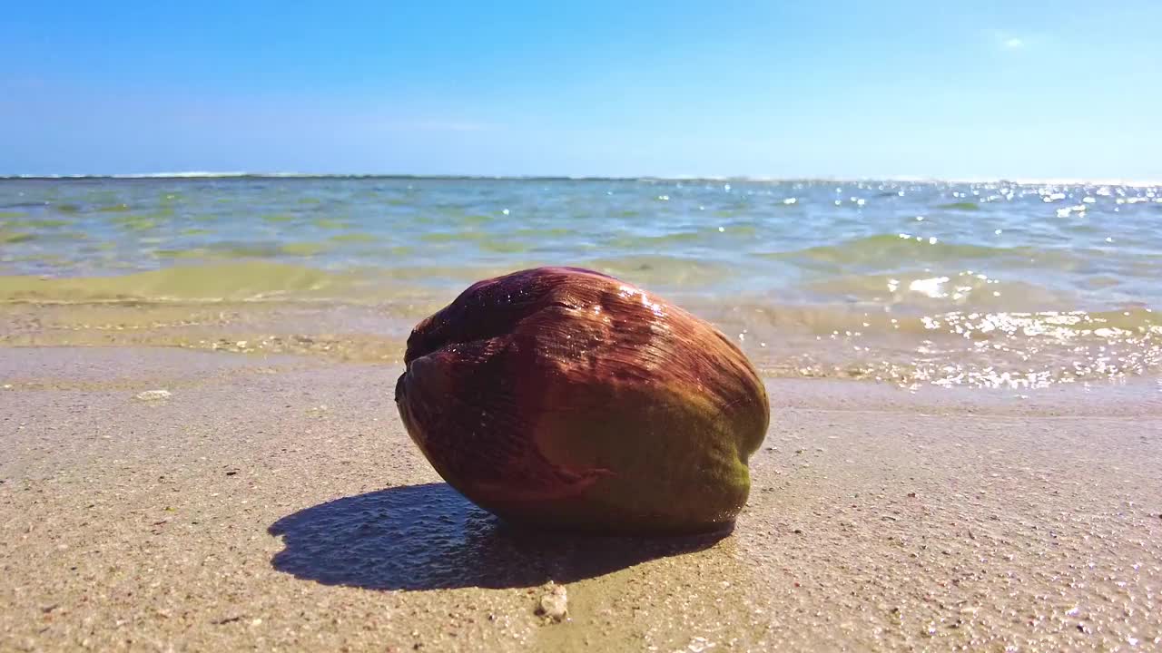 沙滩上的椰子视频下载