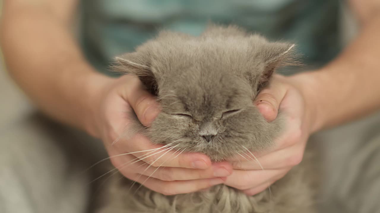 一个男人抚摸着一只老英国长毛猫，特写镜头，机架焦点视频素材