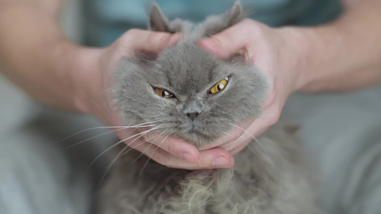 特写镜头，男子抚摸着一只老英国长毛猫视频素材