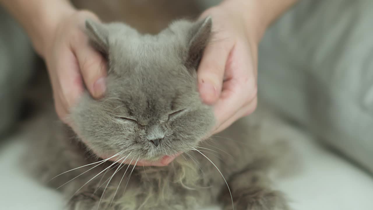 男子抚摸着一只老英国长毛猫，特写视频素材