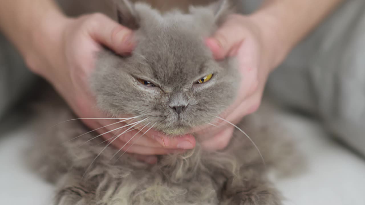 男性的手抚摸着一只老英国长毛猫，特写视频素材