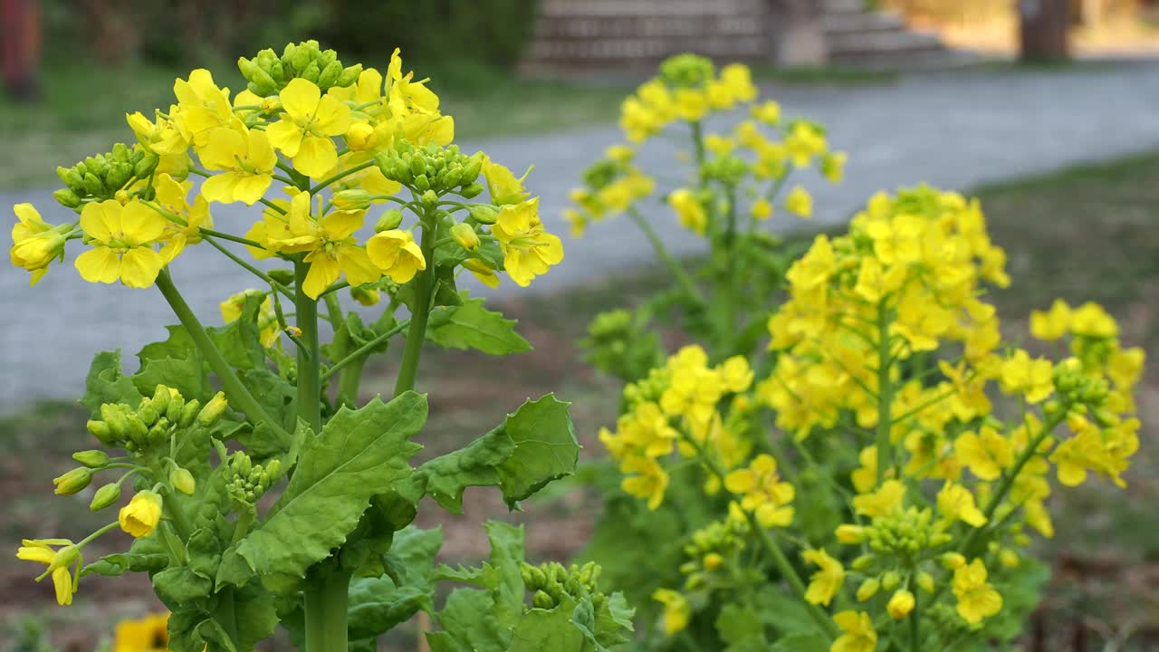 清晨漫步近黄水仙盛开视频素材