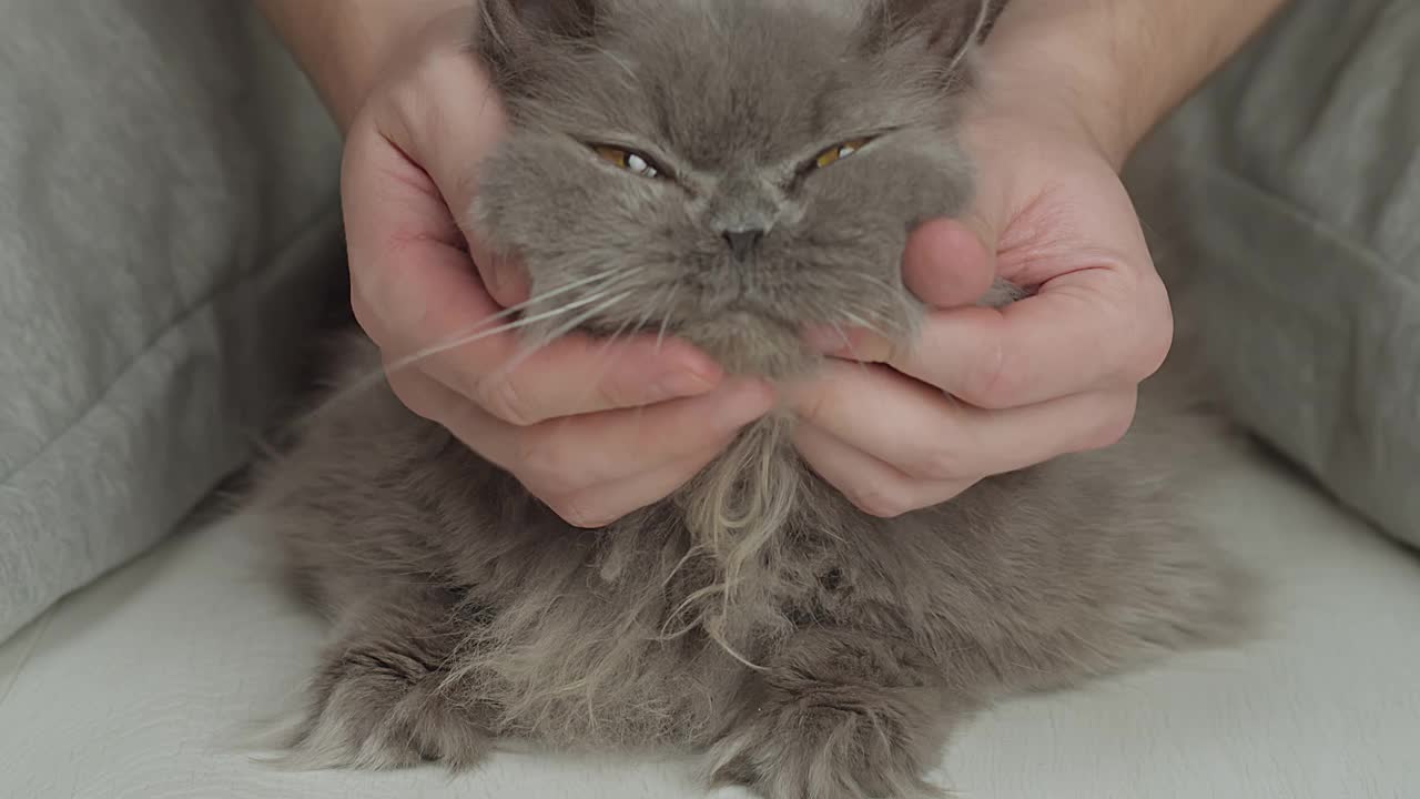 一个男人抚摸着一只老英国长毛猫的肖像，特写视频素材