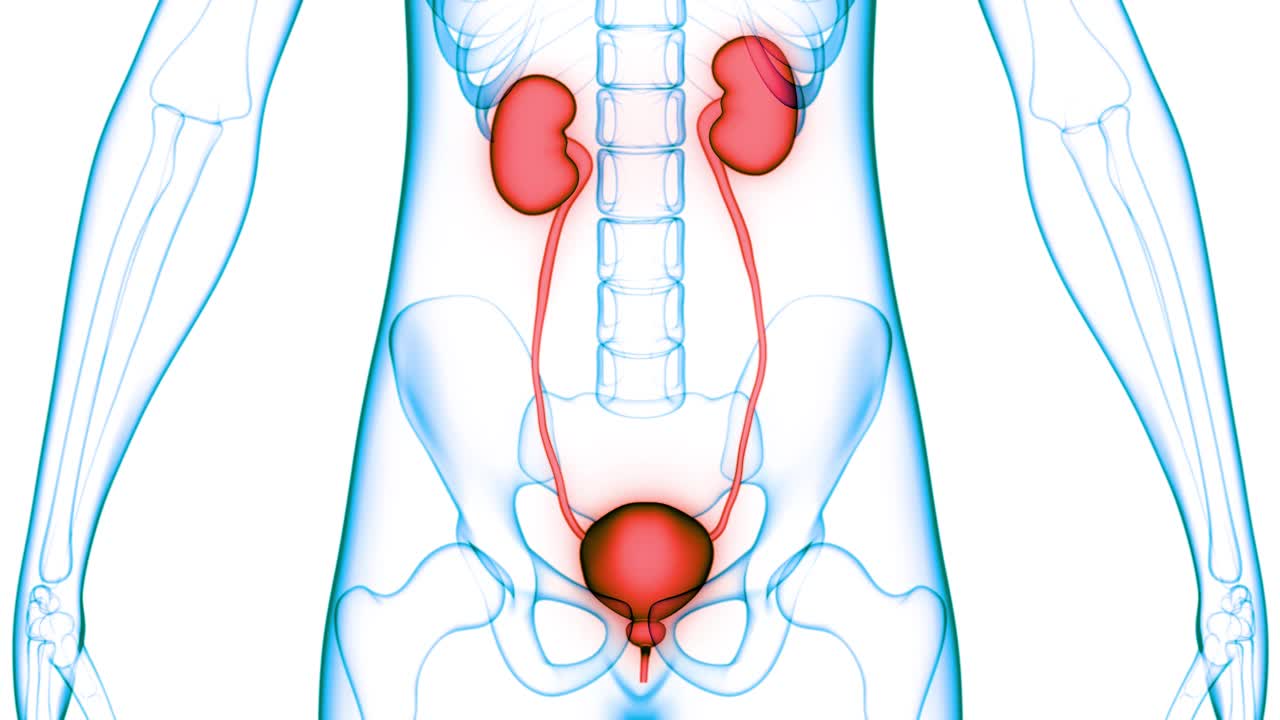人体泌尿系统肾脏与膀胱解剖动画概念视频素材