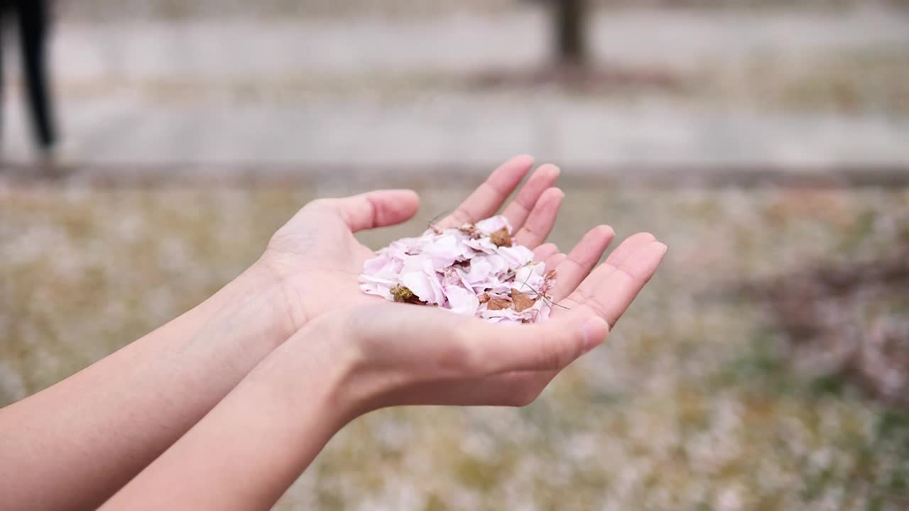 她手里吹着粉红色的樱花花瓣的慢镜头。视频素材