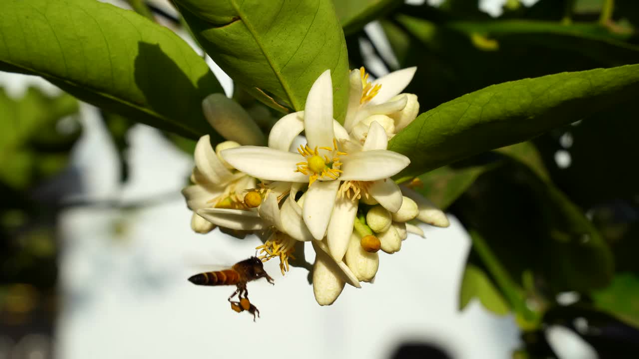 《蜜蜂在柠檬或柑橘类水果上》的4k视频。蜜蜂在柑橘类植物的新鲜花蕾上。视频素材