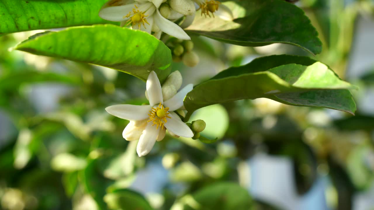 柠檬或柑橘花蕾与意大利蜜蜂。蜜蜂飞在柠檬的生花上。自然的概念。视频素材