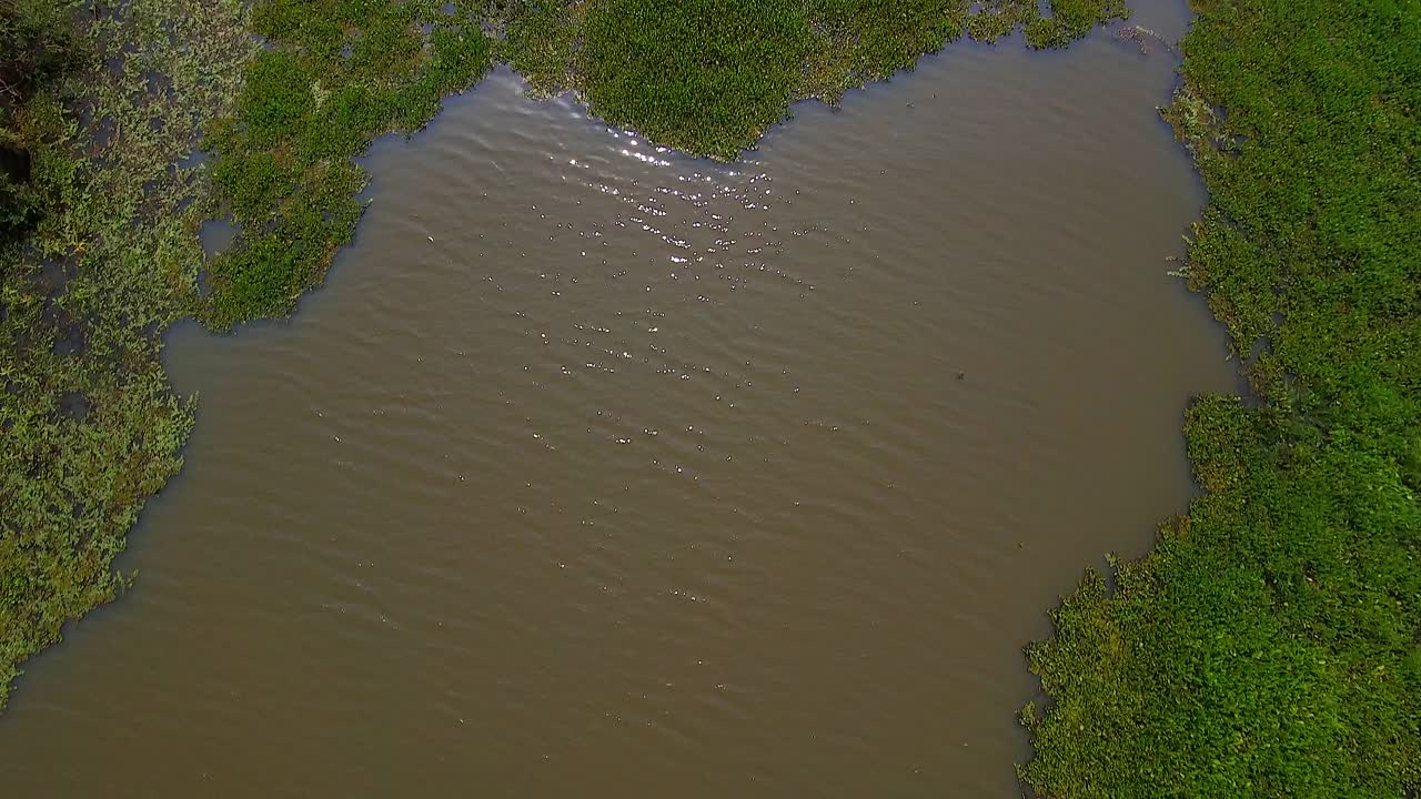 巴西潘塔纳尔湿地的航拍镜头视频素材