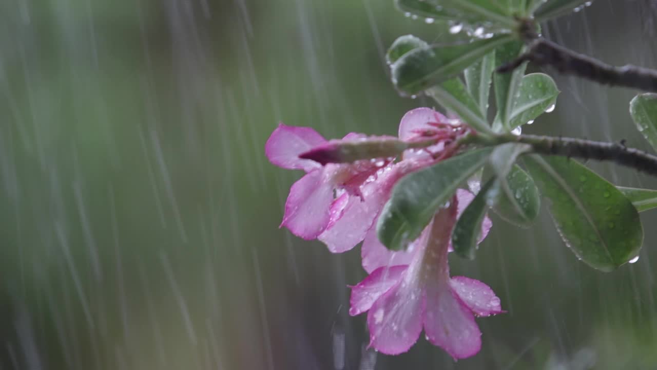 下雨视频素材