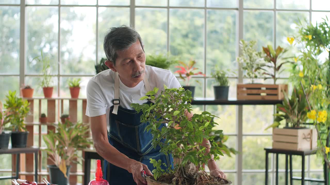 年长的亚洲男子喷洒盆景树在花盆视频素材