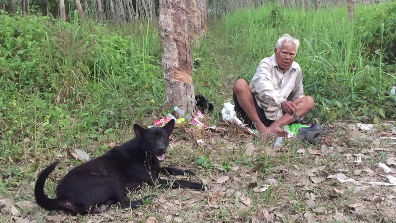 老泰国人和黑狗在橡胶种植园休息视频素材