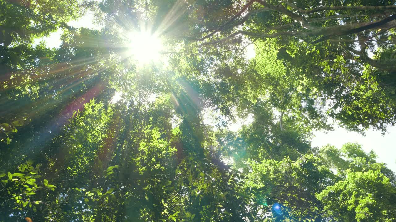 看着太阳穿过森林里的一棵绿树视频素材