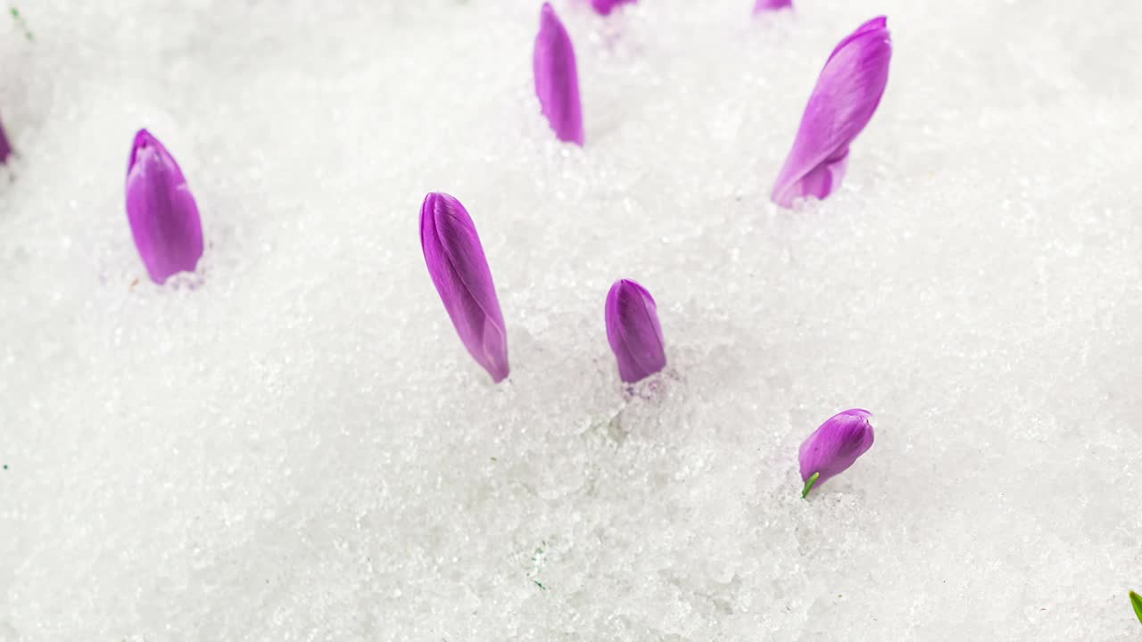 藏红花盛开在积雪的草地上，初春冰雪融化快视频素材